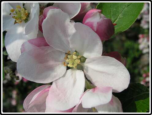 28: AppelboomPF4230973<br>23-04-2003