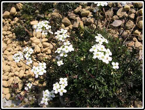 29: ArenariaP4130771<br>13-04-2003