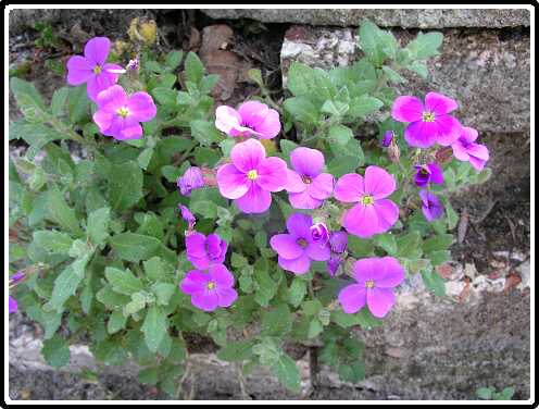 30: AubretiaP4230986<br>23-04-2003