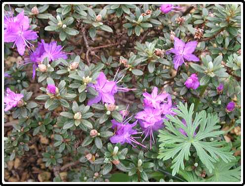 33: AzaliaP4301118<br>30-04-2003