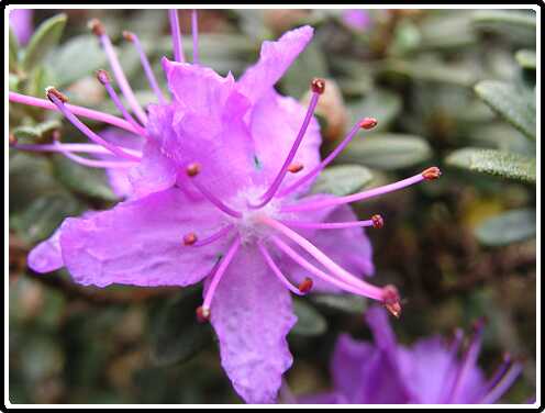 34: AzaliaP4301120<br>30-04-2003