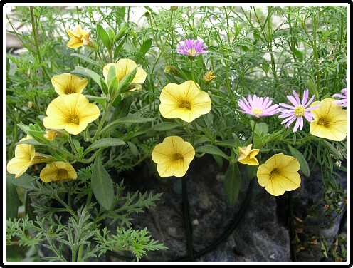 36: BasketP4301134<br>30-04-2003