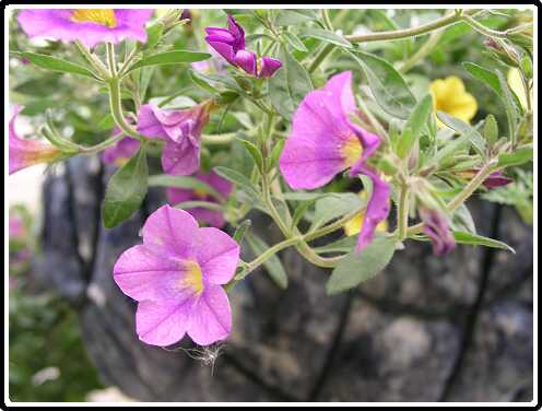 37: BasketP4301135<br>30-04-2003