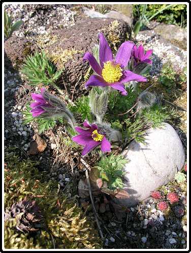 43: BergAnP4120736<br>12-04-2003