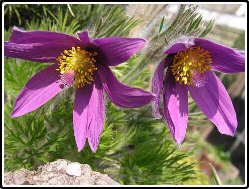 45: BergAnP4120740<br>12-04-2003