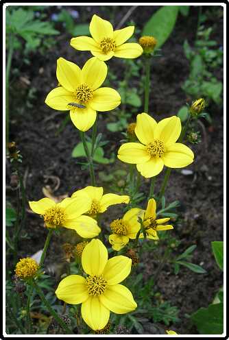 47: BidensP5251380<br>25-05-2003