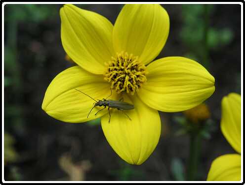 48: BidensP5251381<br>25-05-2003