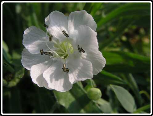 51: BlaasSileneP5311477<br>31-05-2003