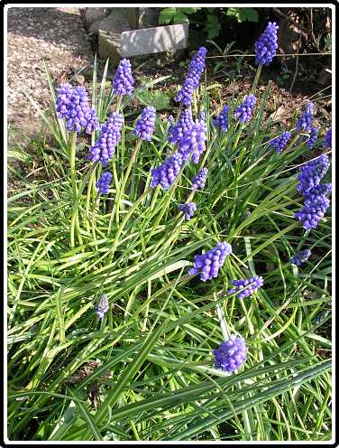 52: BlauweDruifjesP4130774<br>13-04-2003