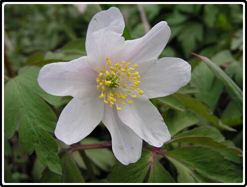 56: BosAnnemoonPB4060718<br>06-04-2003