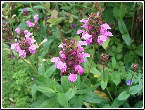 49: BrunelP6282082<br>28-06-2003