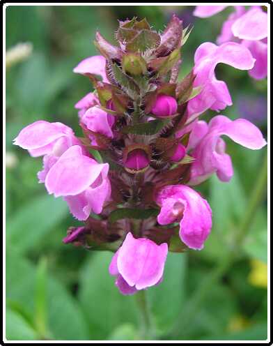 50: BrunelP6282083<br>28-06-2003