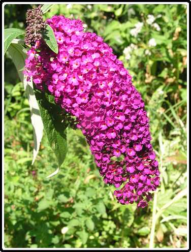 58: BuddeleiaP7192400<br>19-07-2003
