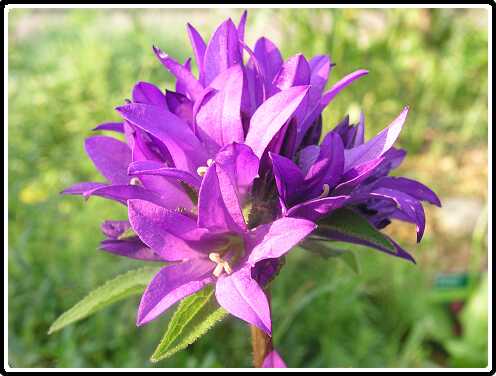 65: CampanulaP6071750<br>07-06-2003