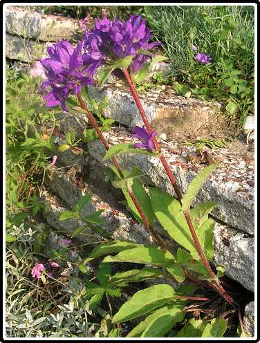 66: CampanulaP6071751<br>07-06-2003