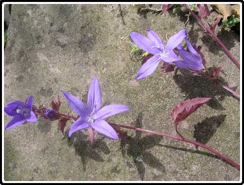 67: CampanulaP6091814<br>09-06-2003