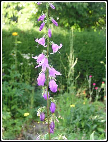 64: CampanulaP6292134<br>29-06-2003