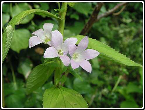 63: CampanulaP8262752<br>26-08-2003