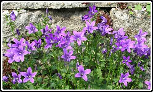 59: CampanulaPB5261404<br>26-05-2003