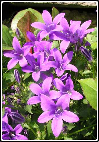 60: CampanulaPC5261386<br>26-05-2003