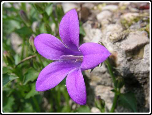 61: CampanulaPD5111296<br>11-05-2003