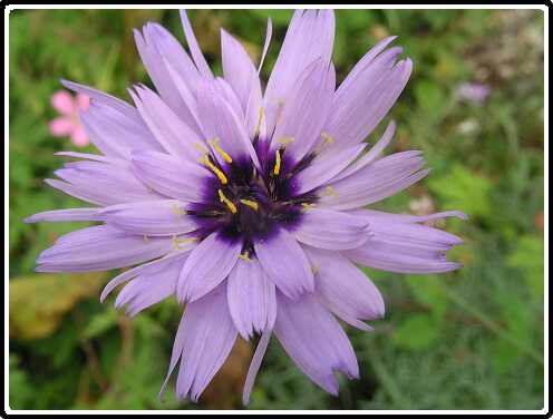 69: CatanancheP7132381-SharpenAI-motion<br>13-07-2003