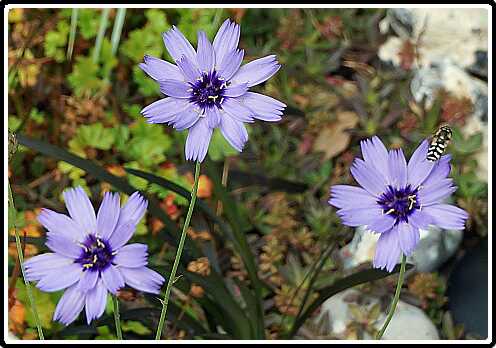 68: Catananche_130730_1123<br>30-07-2013