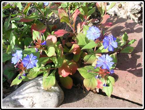 70: CeratostigmaP8262737<br>26-08-2003