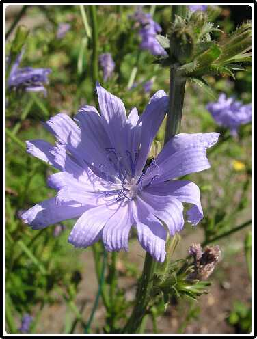 72: ChichoreiP7192411<br>19-07-2003