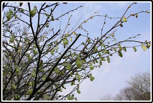 75: CorylopsisPausifloraP3270633<br>27-03-2003