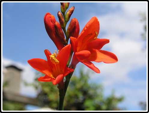 79: CrocosmiaP8262741<br>26-08-2003