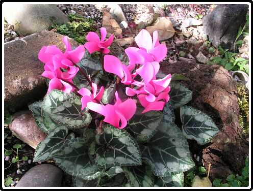 82: CyclaamP9272971<br>27-09-2003