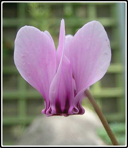 83: CyclaamP9272972-SharpenAI-focus<br>27-09-2003