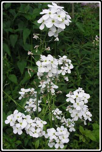 84: DamastBloemP5291430<br>29-05-2003