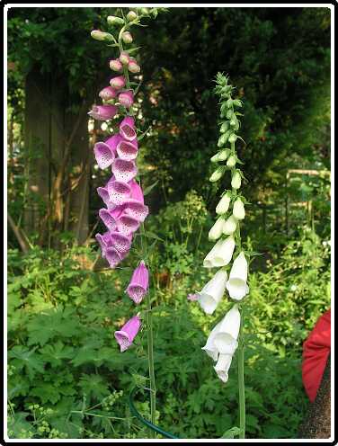 85: DigitalisPA6071742<br>07-06-2003