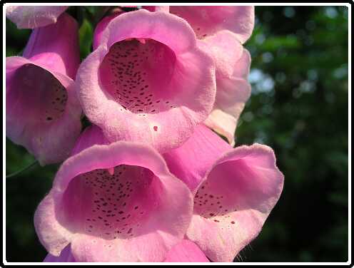 86: DigitalisPC6071738<br>07-06-2003