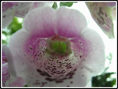 87: DigitalisPD6071753<br>07-06-2003