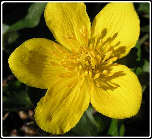 89: DotterbloemP4180875<br>18-04-2003