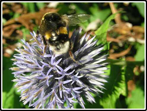 172: EchinopsP7192397<br>19-07-2003