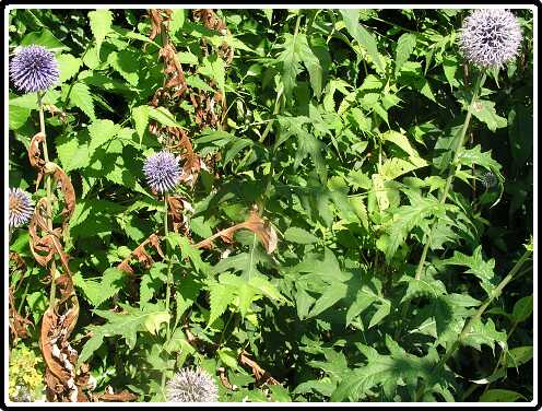 91: EchinopsP7192399<br>19-07-2003