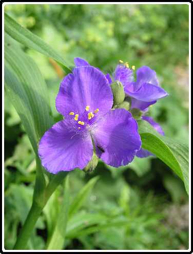 101: EendagsbloemP6031641<br>03-06-2003