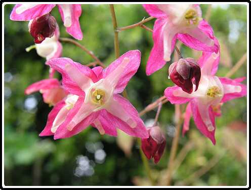 103: EpimediumP4190902<br>19-04-2003