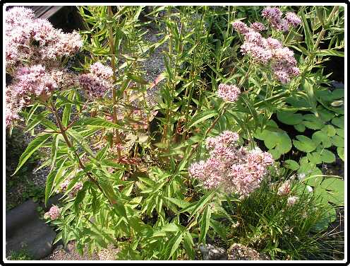 105: EupatoriumP8082633<br>08-08-2003