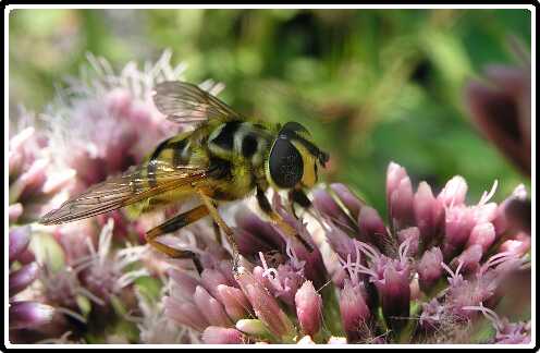106: EupatoriumP8082642<br>08-08-2003