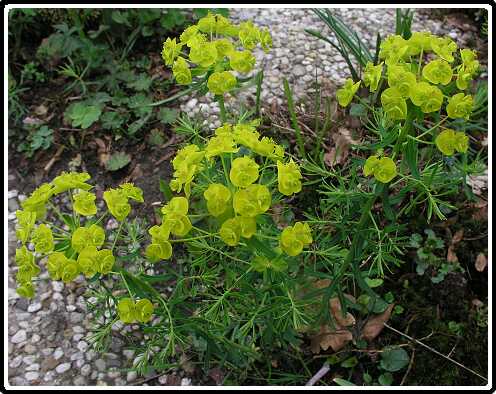 107: EuphorbiaP4301101<br>30-04-2003