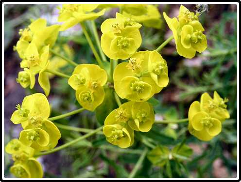 108: EuphorbiaP4301103<br>30-04-2003