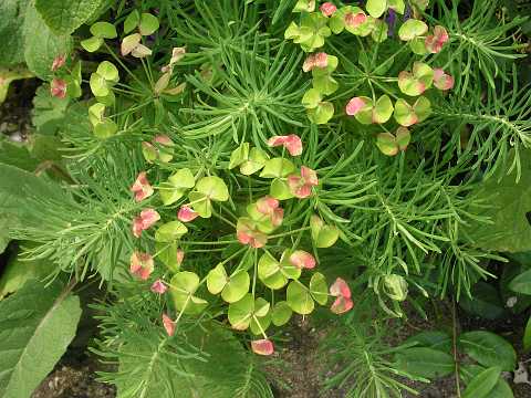 105: EuphorbiaP6081767<br>8-6-2003