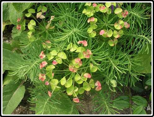 110: EuphorbiaP6081767<br>08-06-2003