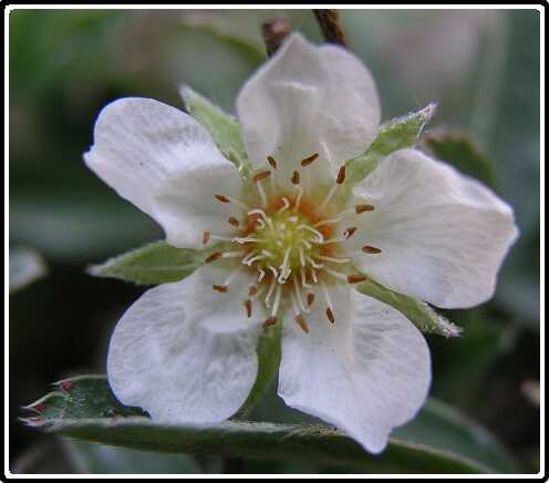 111: GanzerikP3220492<br>22-03-2003