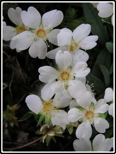 112: GanzerikP4140806<br>14-04-2003